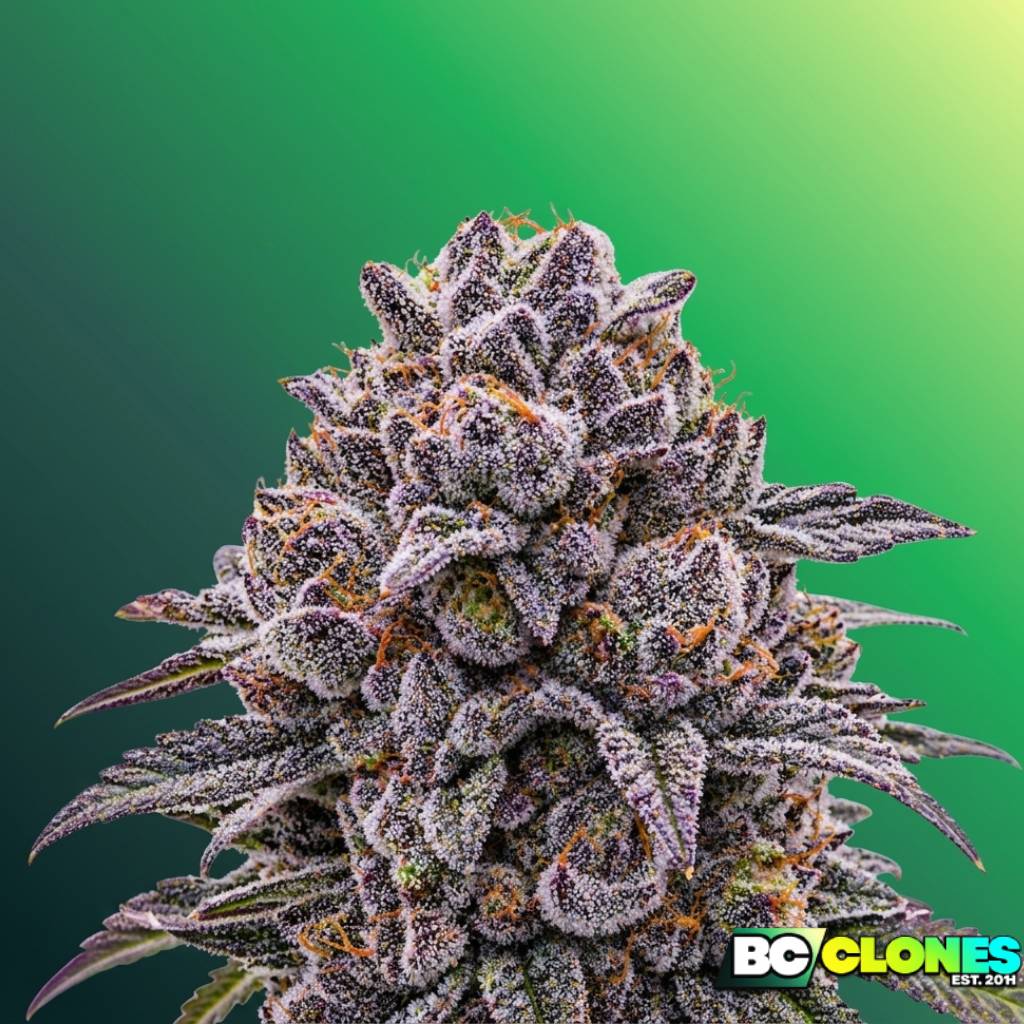 Blueberry Sugar